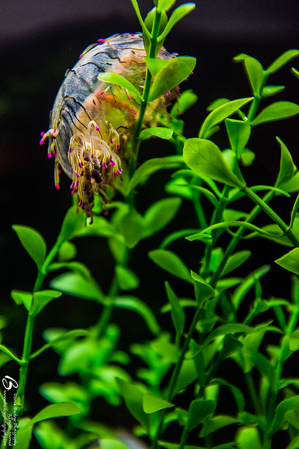 20141230_152147 - 0008 - Chicago - Shedd Aquarium - Flower hat jelly (Olindias formosus)