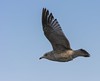 1st Winter Ring-Billed Gull In Flight
