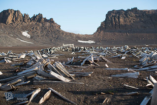Remains of wooden barrels at Deception Island