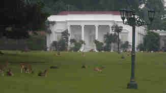 Rusa di Istana Bogor