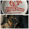 Molly is the #valentine girl 😂😂😂she got an ice cream treat!! #dachshund #dog #dogs #dogsofinstagram