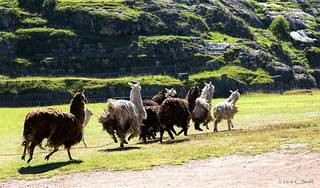Alpacas on the Run  (Explored)