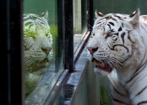 White Bengal Tiger ©  Rodrigo Soldon Souza