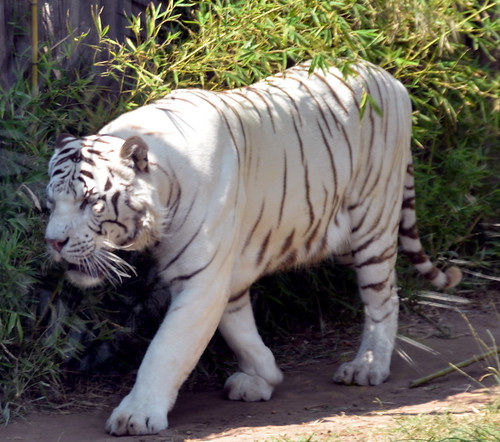 White Bengal Tiger ©  Rodrigo Soldon Souza