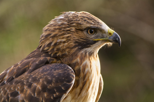 Red Tailed Buzzard