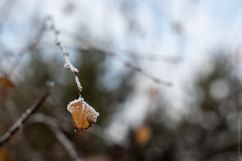 Last Leaf On  The Branch ©  Konstantin Malanchev