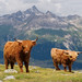 Schottische Hochlandrinder auf der Alp Languard