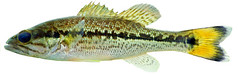 Juvenile choctaw bass