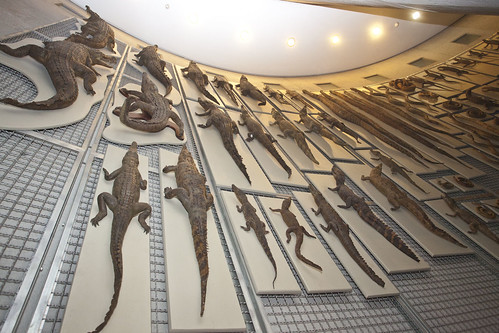 Comete el Museo - Dinosaurios