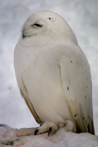 Snowy owl ©  kuhnmi