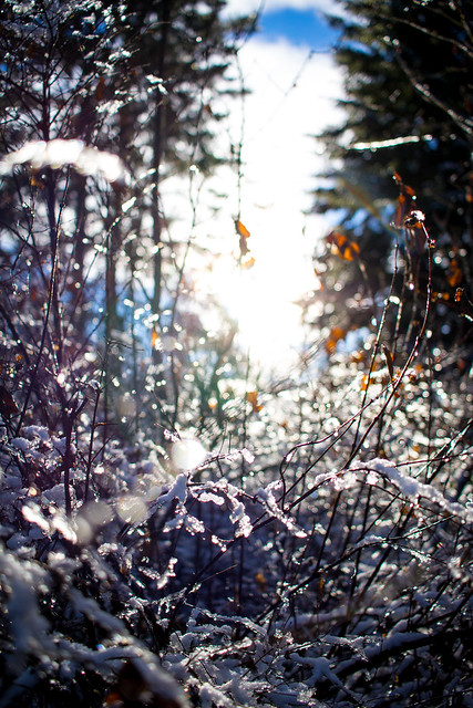 Sun through frosted branches