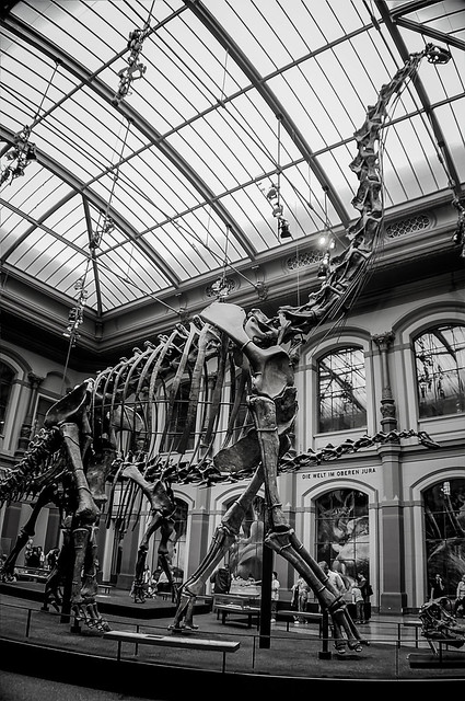 Robert Emmerich - 46 B+W The Giraffatitan Dino at the Museum of Natural Science in Berlin - Germany