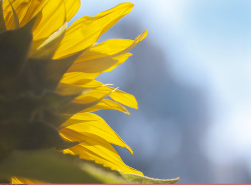   (Young sunflower) ©  Nickolas Titkov