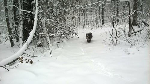 March snow with Laika ©  Michael Neubert