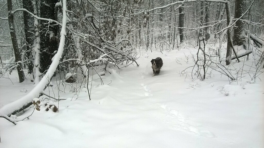: March snow with Laika