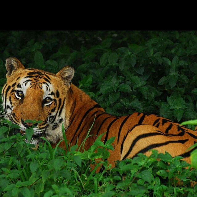 Bengal Tiger #regram via @natgeo.  #Bigcat #Endangered #Tiger #Bengal #Nepal #India #Bangladesh #Save #Animal