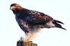 red-tailed hawk imm. at Chattahoochie Park, Decorah IA IMG_8571