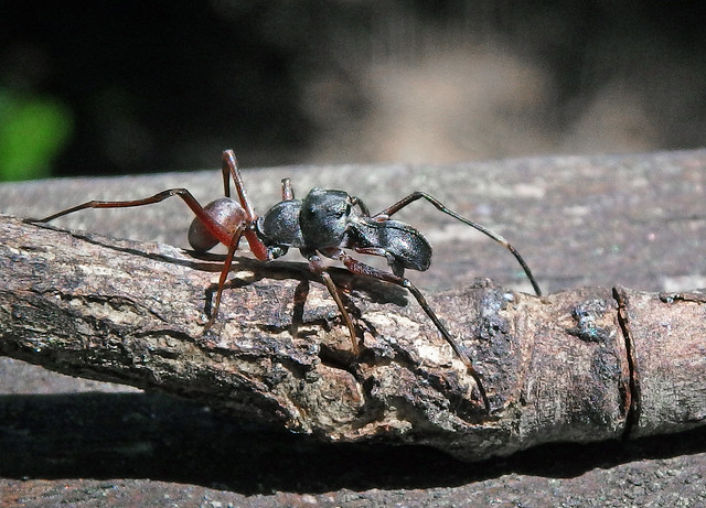 Ant-Mimicking Jumping Spider
