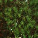 Polytrichum sp. (a haircap moss)