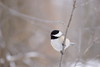 Chickadee with brown stuff on its nostrils