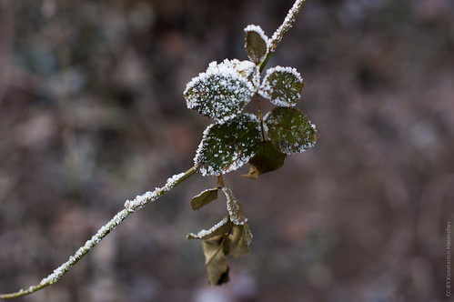 Green Winter ©  Konstantin Malanchev