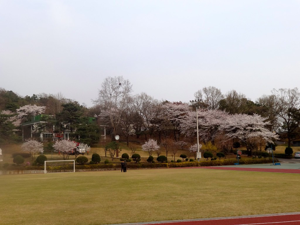 фото: Cherry Blossom in Ilsan
