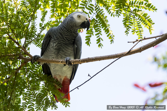 African grey parrot, grey parrot or Congo African grey parrot (Psittacus erithacus)_DSC2766-1