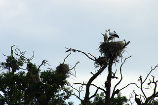 Nesting high