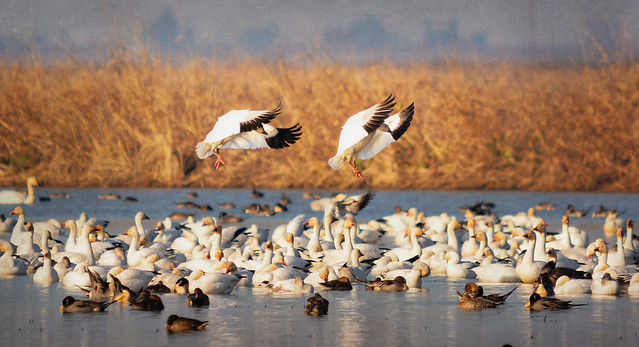 Snow Geese coming in