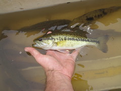 Choctaw bass