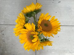 Happy Yellow Sunflowers Bouquet on Cement