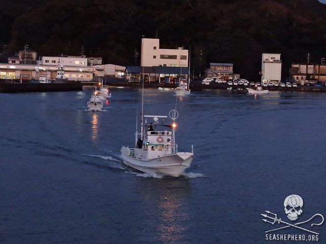 All 12 killings boats go out to find cetaceans to kidnap and slaughter - at Taiji, Japan