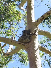 Koalas à Yanchep <a style="margin-left:10px; font-size:0.8em;" href="http://www.flickr.com/photos/83080376@N03/16187859370/" target="_blank">@flickr</a>