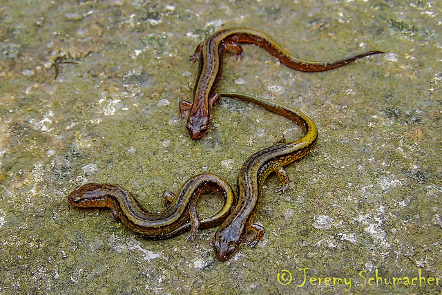 Southern Two Lined Salamander