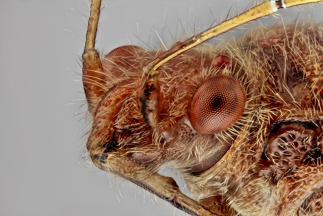 -- Hairy beast -- Heteroptera  / Rhopalus subrufus     Wanze/bug