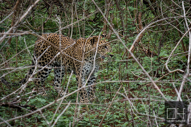 Sri Lanka - Yala Leopard