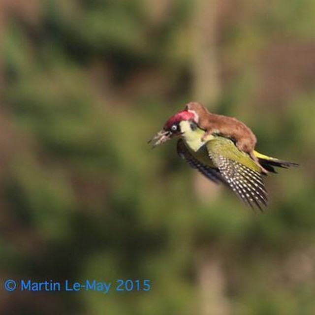 A hungry WEASEL taking a lift on a flying woodpecker  #WeaselPecker http://edition.cnn.com/2015/03/03/europe/uk-woodpecker-WEASEL/index.html