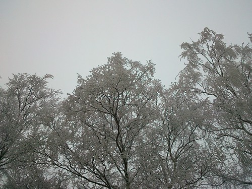Белые деревья // White trees ©  alexyv