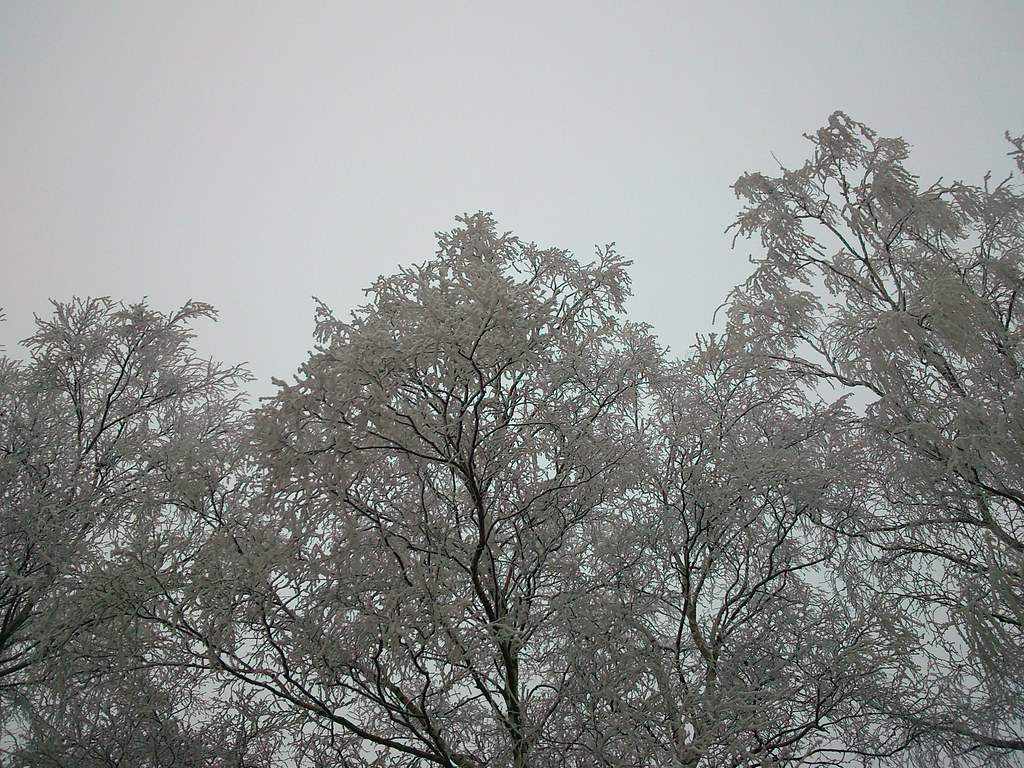:   // White trees