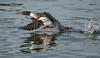 Red-breasted Merganser takes flight