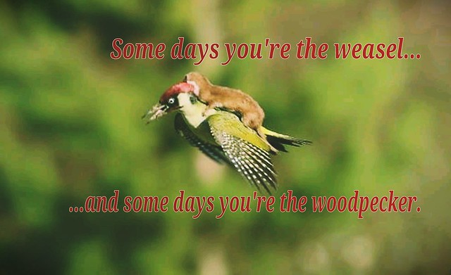 #WEASEL  #woodpecker #murder #joyofflight #fml