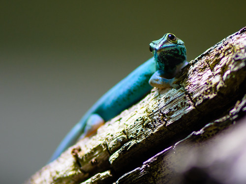 Tanzania blue gecko ©  kuhnmi