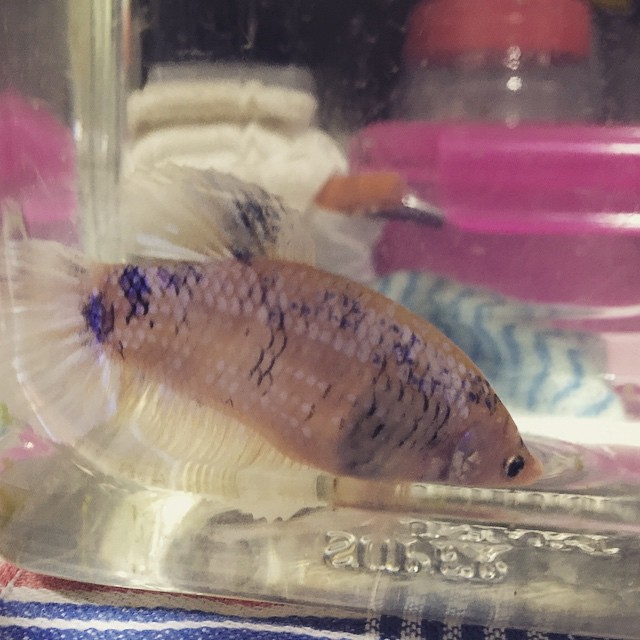 Beautiful huge giant female betta. White back ground with purplish markings on the scales. Body size not less than 5cm. Releasing to interested breeder who are improving and promoting the giant betta gene pool in Singapore. Price is $35 but sorry only for
