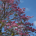 Árvores de floração rosa