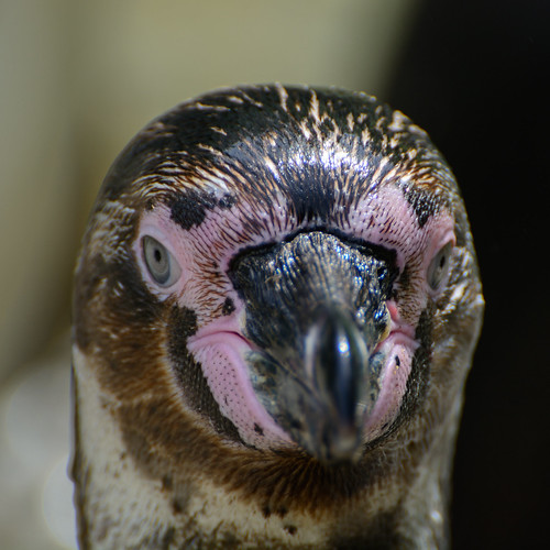 Humboldt Penguin ©  kuhnmi