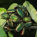 Green fig beetles cluster on the fig tree in the Childrenâ€™s Discovery Garden