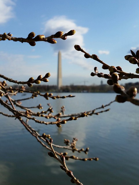 Soon. Tidal Basin #blossomwatch in Washington, DC