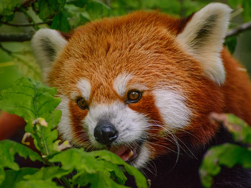 Red Panda ©  kuhnmi