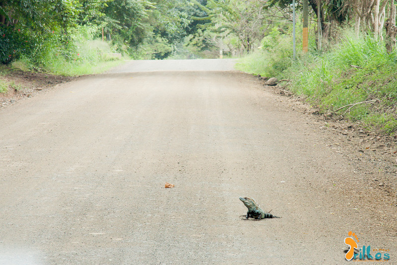 Iguana no caminho para a Playa Carrillo, na Costa Rica
