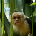 Macaco curioso